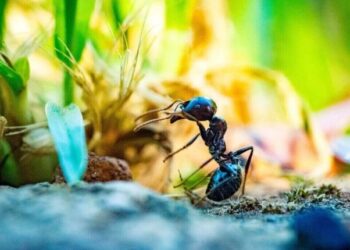 7 Effective Ways to Prevent Ant Infestations in Your Home