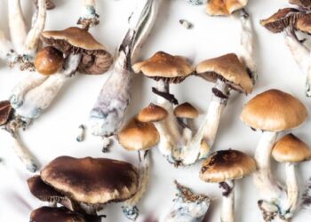 The Ultimate Guide to Golden Teacher Magic Mushroom: Effects, Benefits, and Consumption