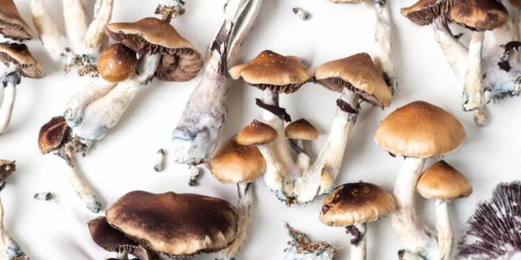 The Ultimate Guide to Golden Teacher Magic Mushroom: Effects, Benefits, and Consumption