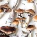 The Ultimate Guide to Golden Teacher Magic Mushroom: Effects, Benefits, and Consumption