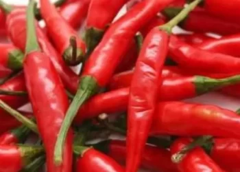 Discover The Fiery Delight: Exploring The Uses, Benefits, And Side Effects Of Red Chilli