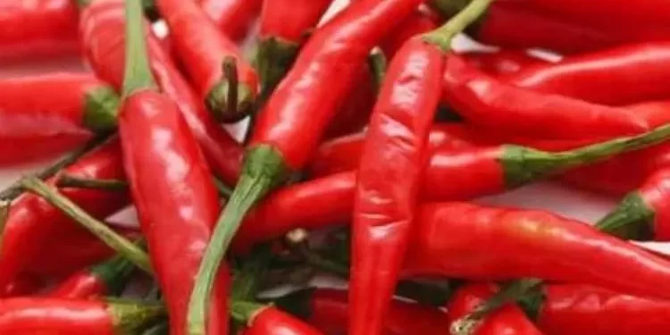 Discover The Fiery Delight: Exploring The Uses, Benefits, And Side Effects Of Red Chilli