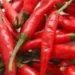 Discover The Fiery Delight: Exploring The Uses, Benefits, And Side Effects Of Red Chilli